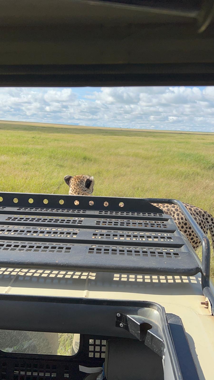 Cheetah peeking over a safari vehicle roof rack in the Serengeti
