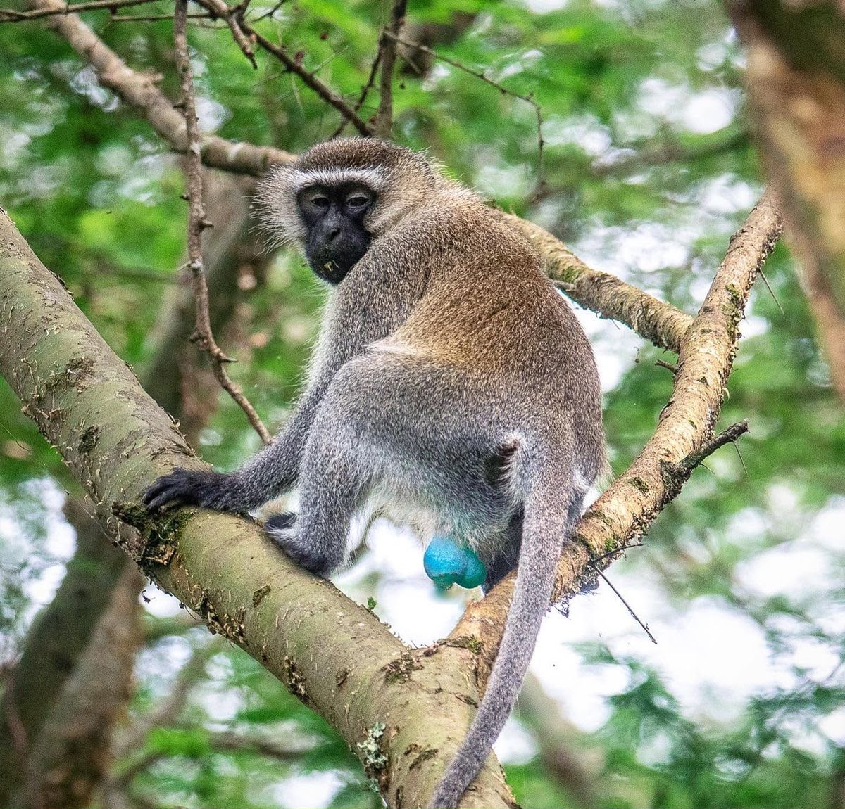 Vervet monkey in a tree
