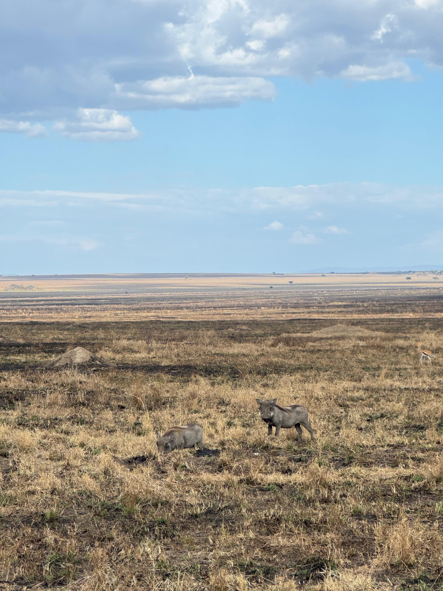 Warthogs on the Serengeti plains