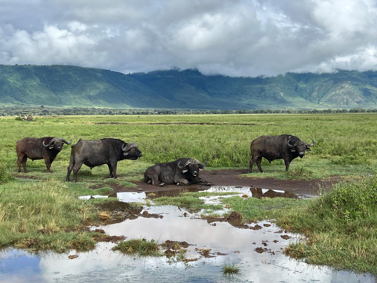 Ngorongoro Crater