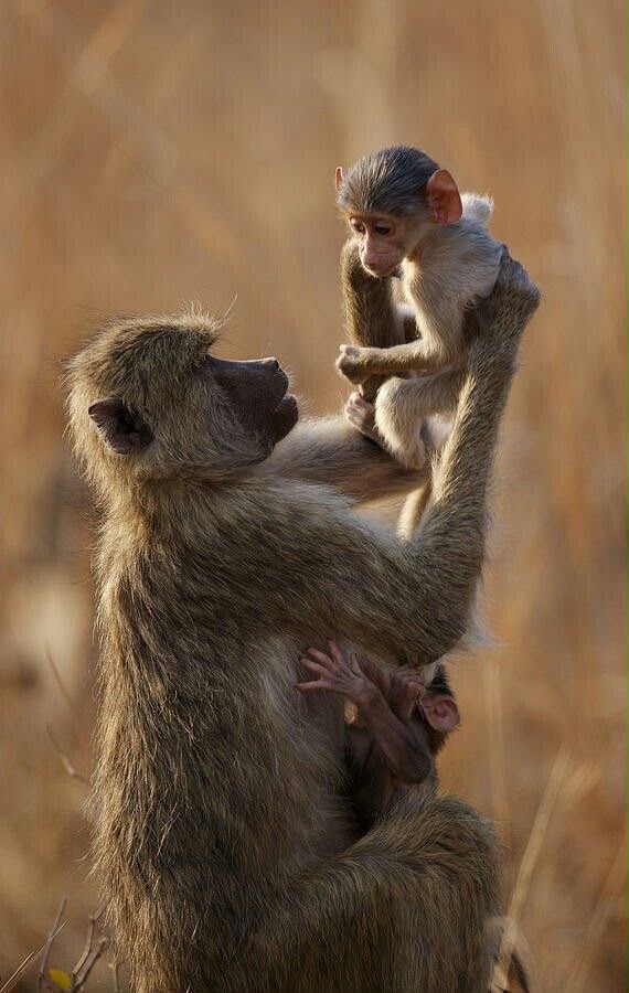 Baboon mother lifting her baby