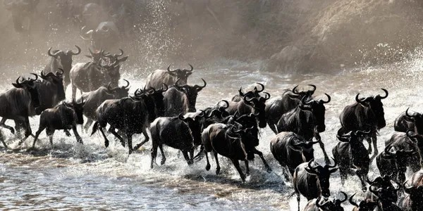 Northern Serengeti & Ngorongoro