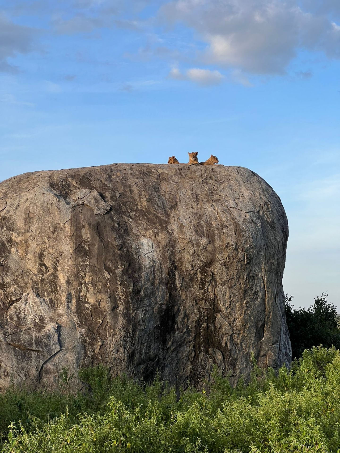 Lions on a rock in the Serengeti