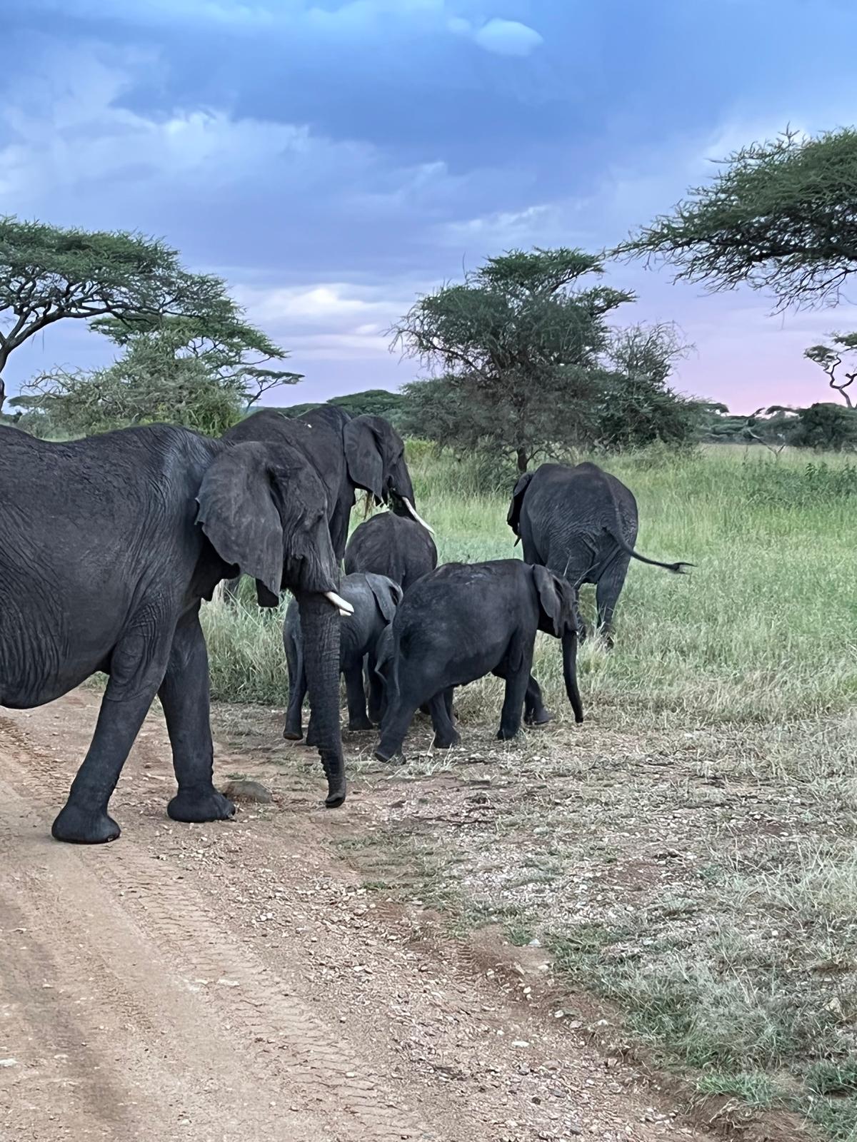 Herd of elephants moving through the baobab woodlands of Tarangire