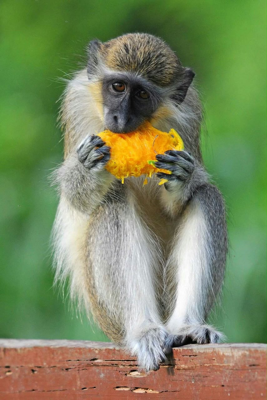 Vervet monkey eating a mango