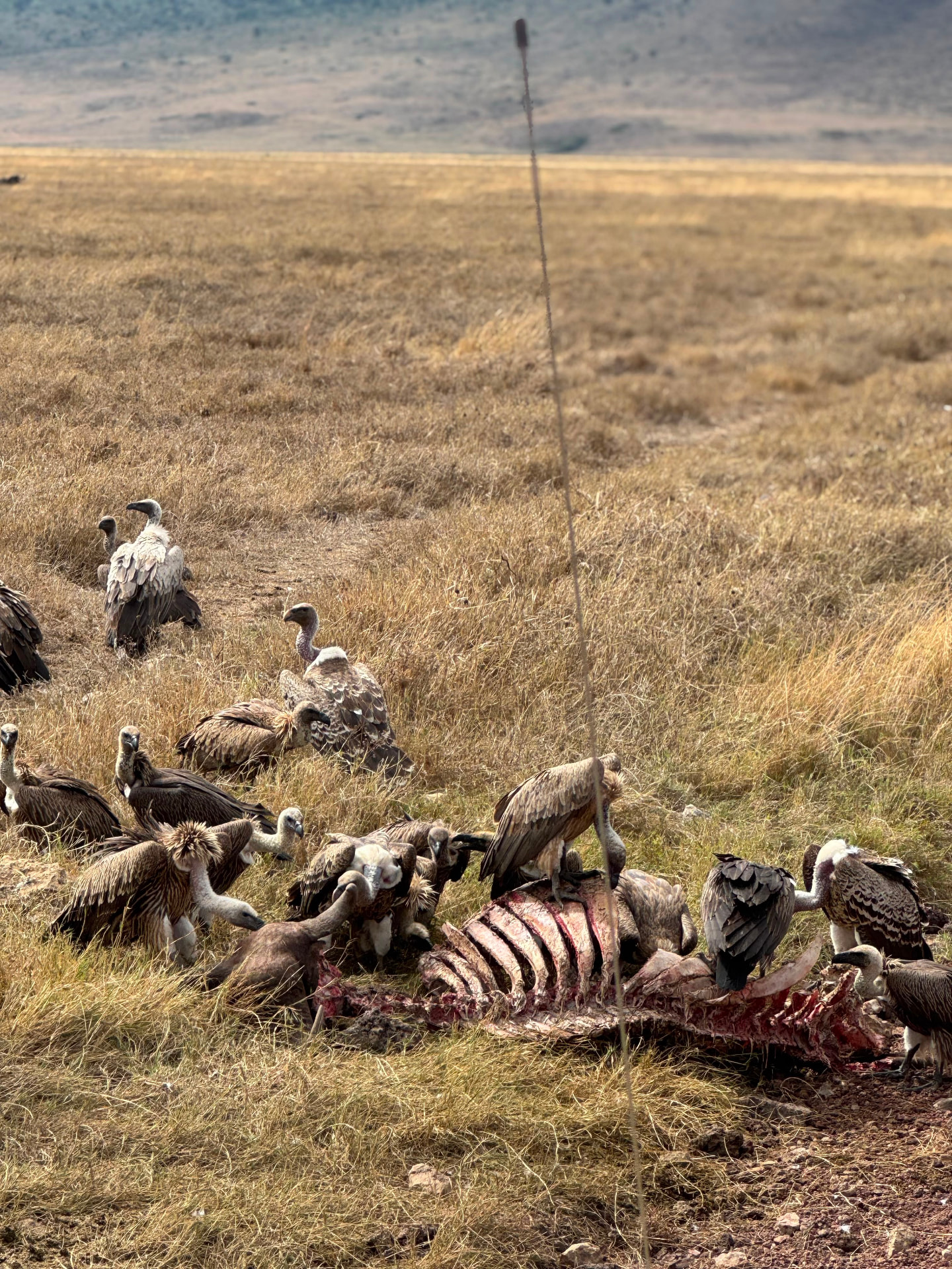 Tarangire · Serengeti · Ngorongoro