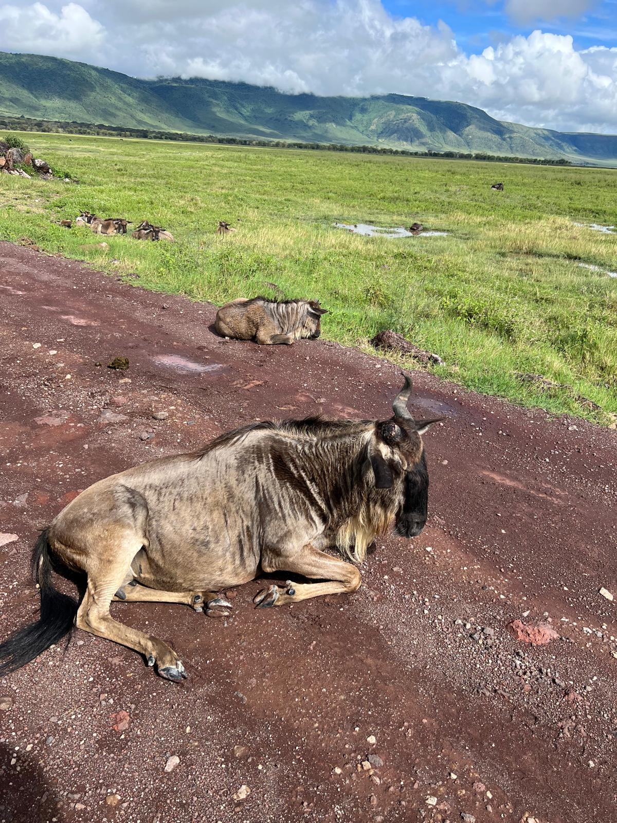 Crater & Plains Expedition