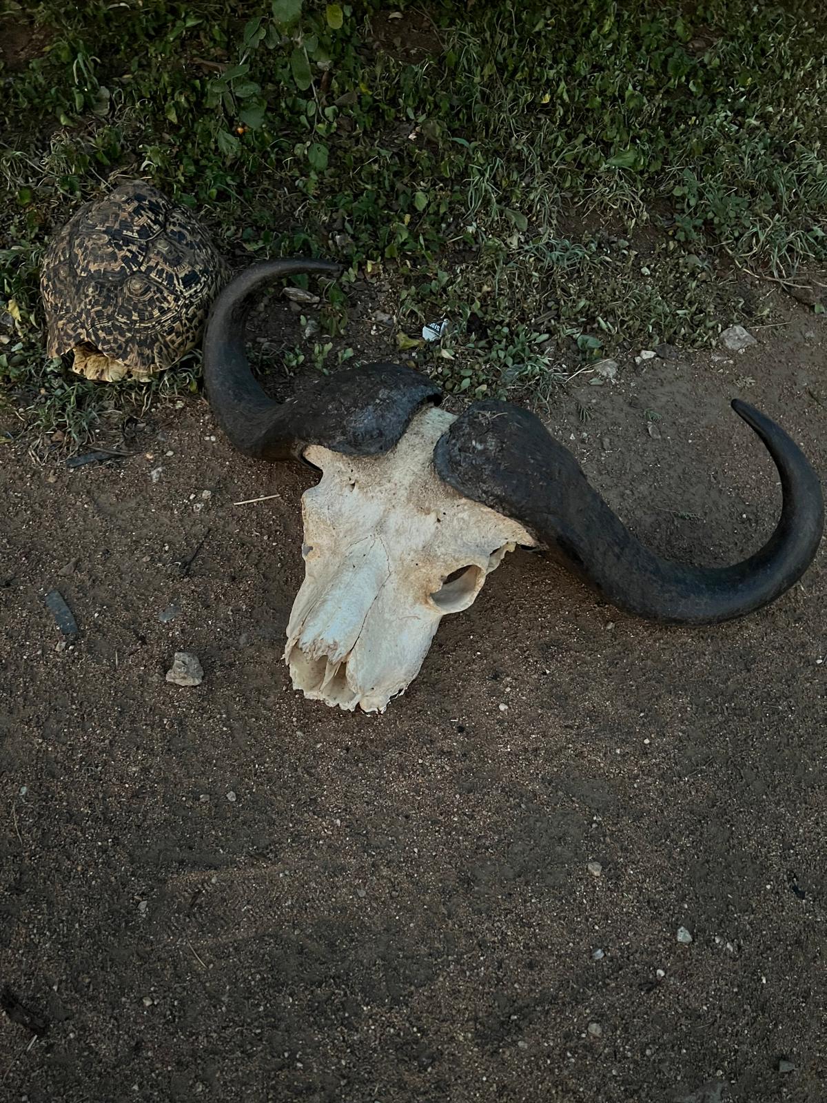 Buffalo skull and leopard tortoise resting side by side on the savanna
