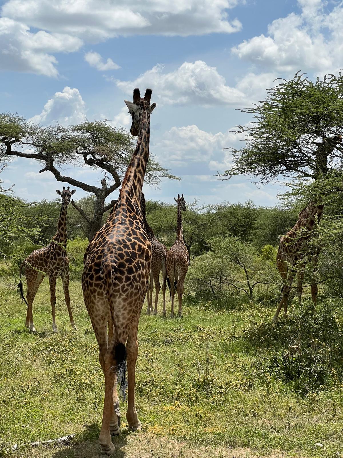 Tower of giraffes in the acacia woodlands of Arusha National Park