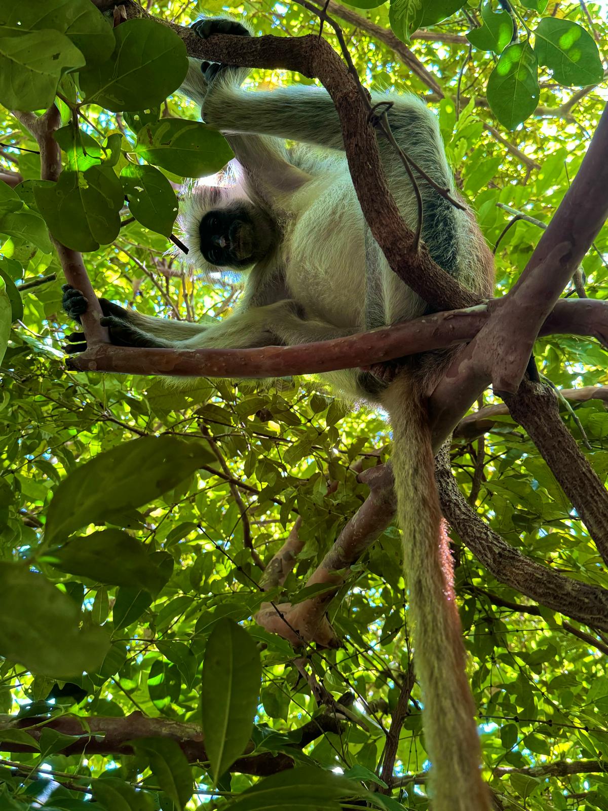 Mashuve — a monkey resting in the forest canopy