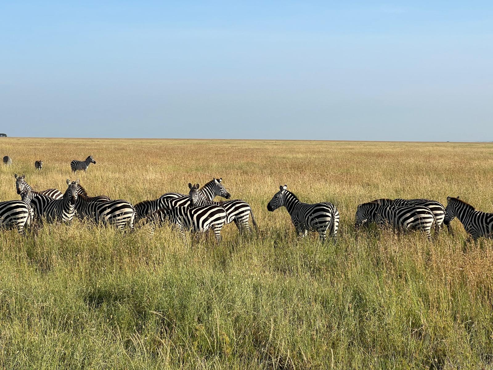 Mikumi National Park