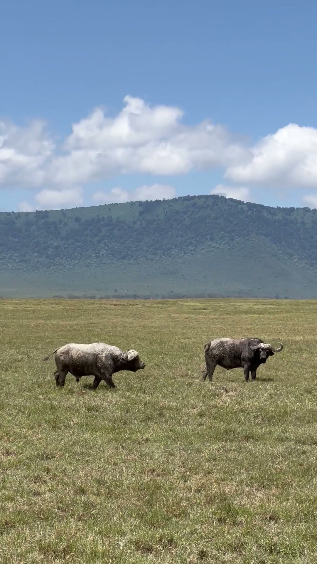 Buffalo in Ngorongoro